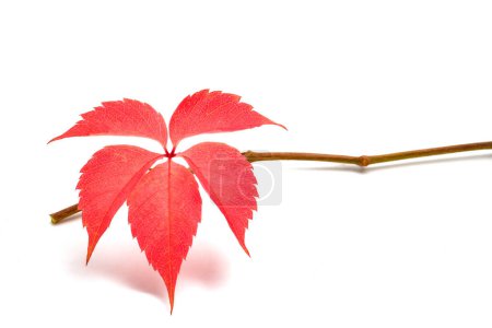 Photo for Red Virginia creeper leaf isolated on white background - Royalty Free Image