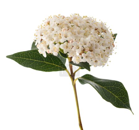Laurestinblüten (Viburnum tinus) isoliert auf weißem Hintergrund