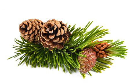 Mugo pine branch with cones  isolated on white background