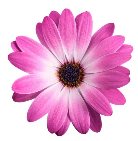 Photo for African daisy flower isolated on white background - Royalty Free Image
