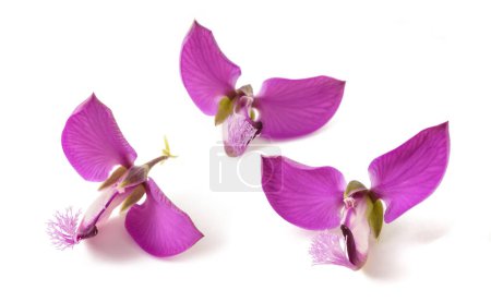 Photo for Polygala myrtifolia flowers  isolated on white background - Royalty Free Image