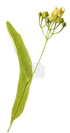 Linden  bract and flowers isolated on white background