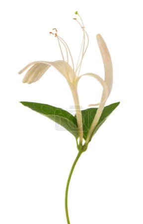 Honeysuckle flowers isolated on white background