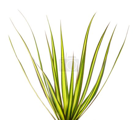 Dracaena marginata planta aislada en blanco