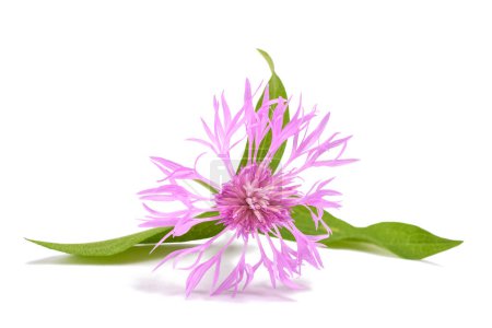Photo for Short fringed knapweed  flower isolated on white background - Royalty Free Image