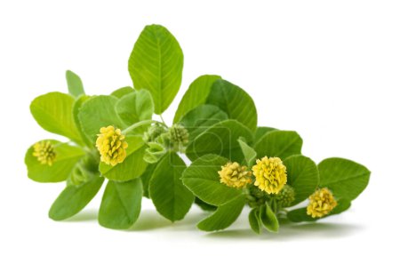 Photo for Hop clover (medicago lupulina) isolated on white - Royalty Free Image