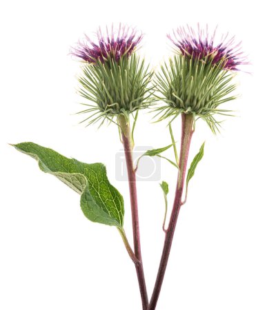 Burdock flowers isolated on a white background