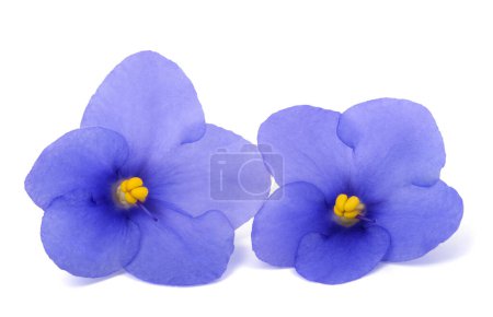 Téléchargez les photos : Sainte-paulie (violettes africaines) isolée sur fond blanc - en image libre de droit