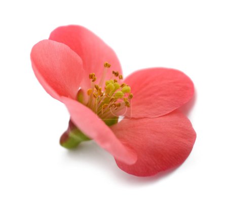 Photo for Chaenomeles speciosa flower isolated on white background - Royalty Free Image