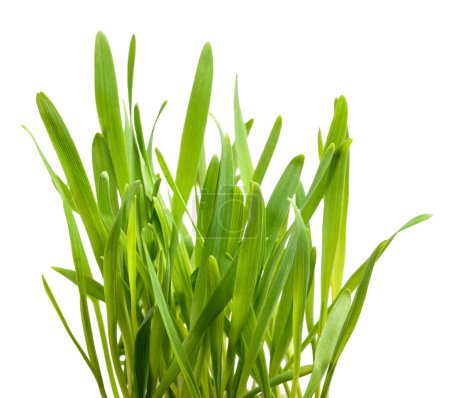 Fresh grass for cats (avena sativa) isolated on white