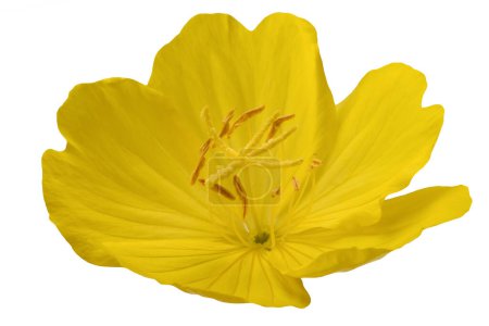Photo for Common evening primrose flower isolated on white - Royalty Free Image