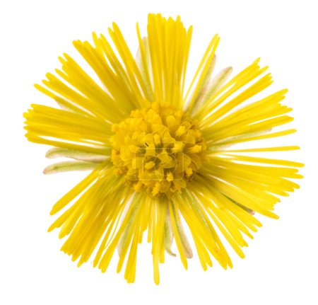Photo for Coltsfoot flower head isolated on white - Royalty Free Image