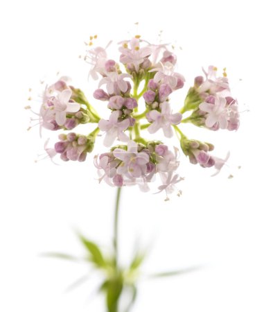 Valeriana officinalis flowers isoalted on white background