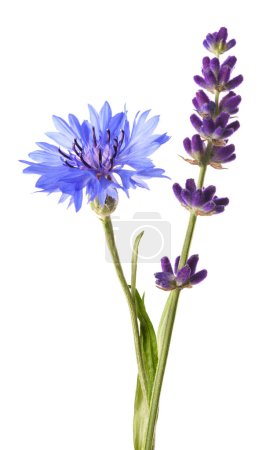 Photo for Lavender and  cornflower isolated on white background - Royalty Free Image