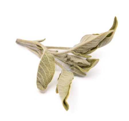Photo for Dried Sage  isolated on white background - Royalty Free Image