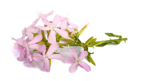Photo for Soapwort ( Saponaria officinalis) isolated on white background - Royalty Free Image