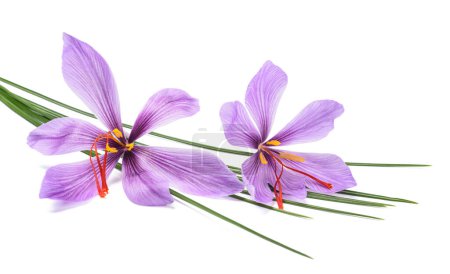Photo for Saffron flowers  group isolated on white background - Royalty Free Image