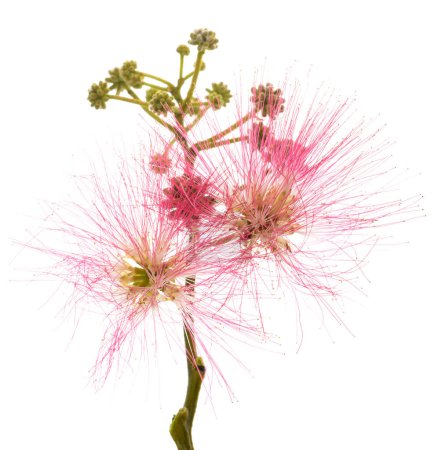 Pink silk tree flowers isolated on white