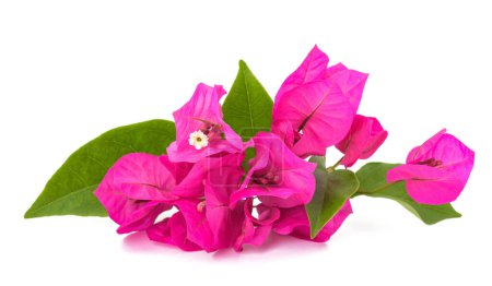 Photo for Bougainvillea flowers isolated on white background - Royalty Free Image