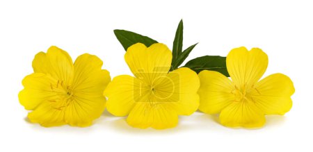 Photo for Common evening primrose flowers isolated on white - Royalty Free Image