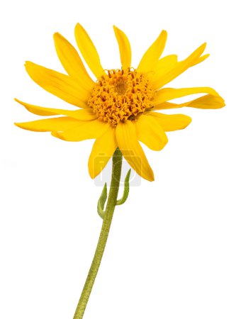 Photo for Arnica flower isolated on white background - Royalty Free Image