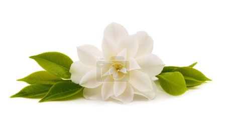 Photo for White camellia flower isolated on white background - Royalty Free Image