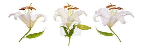 Weiße Lilie Blumen isoliert auf weißem Hintergrund