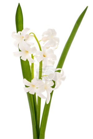Photo for White hyacinth flowers isolated on white background - Royalty Free Image