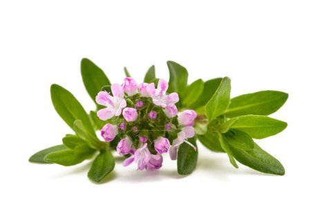 Photo for Summer savory flower isolated on white background - Royalty Free Image