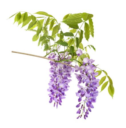 Photo for Wisteria flowers isolated on white background - Royalty Free Image