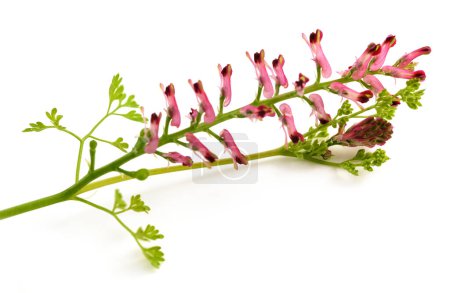 Common fumitory flowers isolated on white
