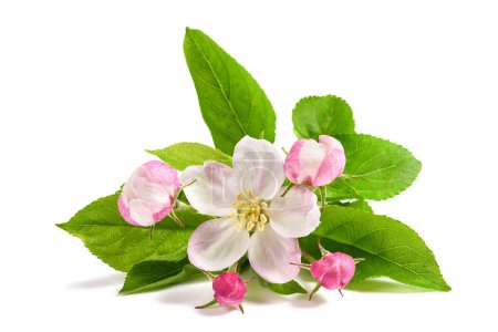 Apple Flowers with buds isolated on white background