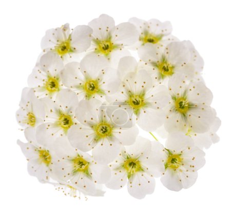 Spirea fleurs isolées sur fond blanc