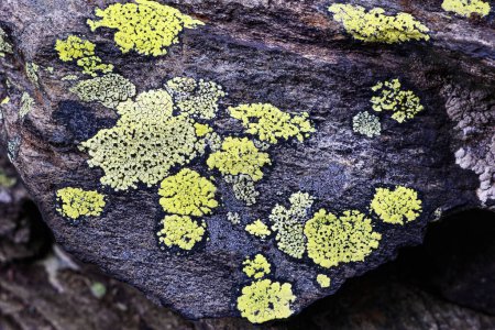  Rhizocarpon geographicum Lichen auf einem Felsen