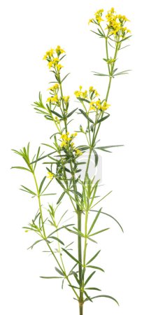 Lady's bedstraw flowers isolated on white