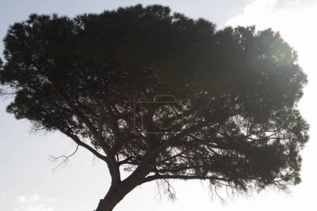 Photo for Evocative image of the crown of a maritime pine with the sky in the background - Royalty Free Image