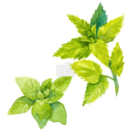 Illustration for Watercolor painted oregano and mint. Hand drawn fresh food design element isolated on white background. - Royalty Free Image