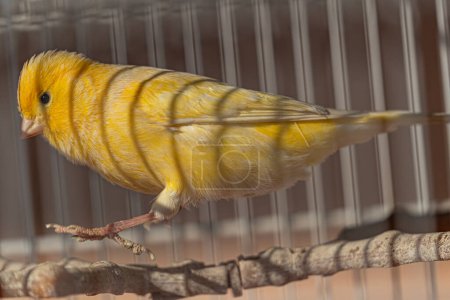 Lively yellow canary jumping inside cage