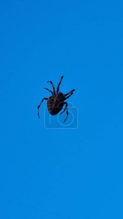Photo for Closeup of spider on blue sky background - Royalty Free Image