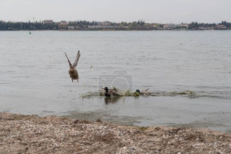 ánades reales machos patos persiguen a una hembra fuera del lago, obligándola a volar