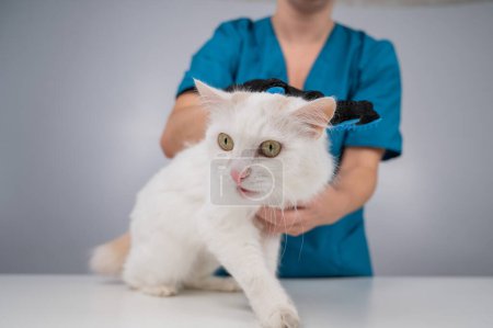 El veterinario peina a un gato blanco esponjoso con un guante especial