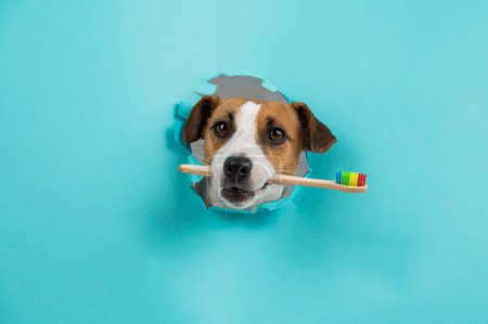 Photo for The muzzle of a Jack Russell Terrier sticks out through a hole in a paper blue background and holds an orange toothbrush - Royalty Free Image