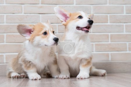 Two cute red pembroke corgi puppies are sitting near a brick wall Poster 619354864