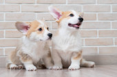 Two cute red pembroke corgi puppies are sitting near a brick wall Poster #619354864