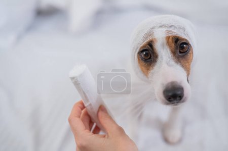 Photo for Veterinarian wraps a bandage around the head of a dog Jack Russell Terrier - Royalty Free Image
