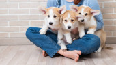 Caucasian woman holding three cute pembroke corgi puppies t-shirt #619909644