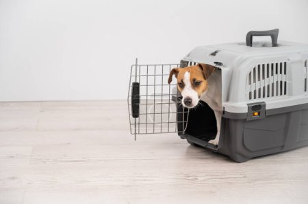 Photo for Jack Russell Terrier dog peeking out of travel cage - Royalty Free Image