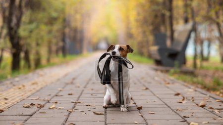 Téléchargez les photos : Jack Russell Terrier chien tenant une laisse pour une promenade dans le parc d'automne - en image libre de droit