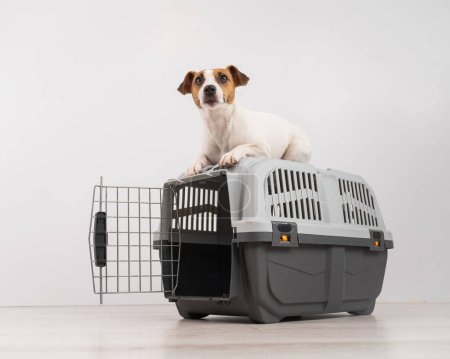 Jack Russell Terrier dog lies on top of a cage for safe transportation with the door open
