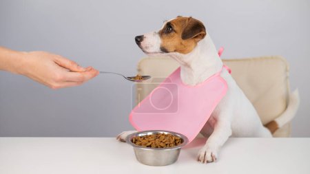 Téléchargez les photos : Une femme nourrit son animal de compagnie de nourriture sèche à partir d'une cuillère. Chien Jack Russell terrier à la table à manger dans un bavoir - en image libre de droit